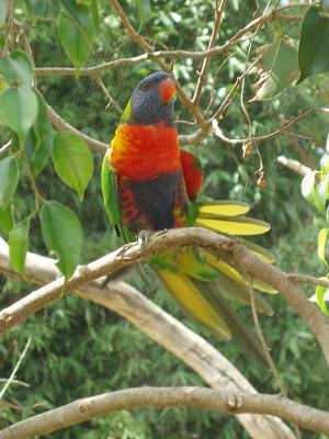 Lorikeet.jpg