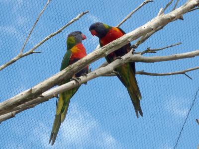 2 Rainbow Lorikeets.jpg