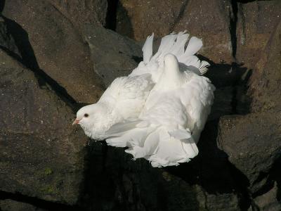 Pigeon bathing.jpg
