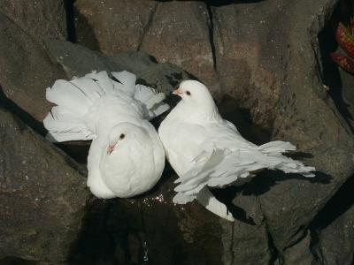 2 Pigeons bathing.jpg