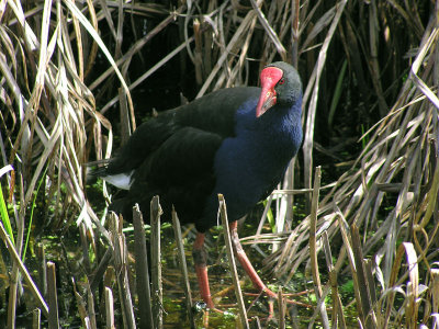 Pukeko 1.jpg