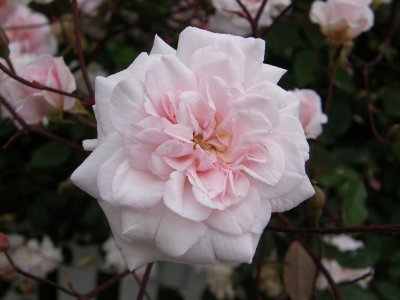 Pink Rose.jpg