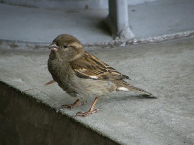 Sparrow.jpg