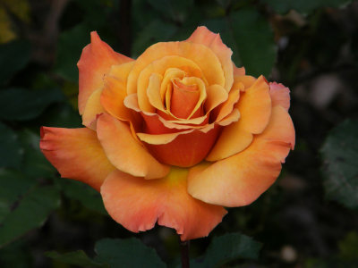 Orange Rose.jpg