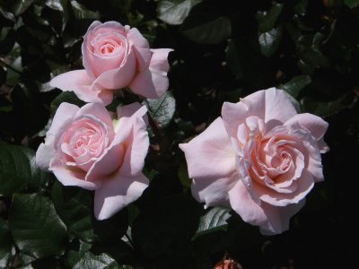 g3/07/245907/3/88798798.IVoqVmCS.jpg