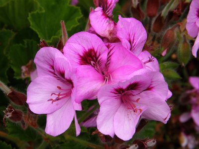 Pansies.jpg