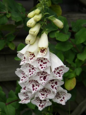 Foxgloves.jpg