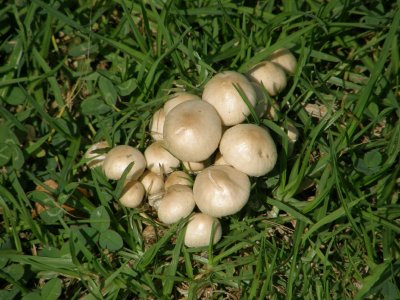 Mushrooms.jpg
