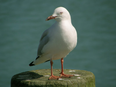 Gull.jpg