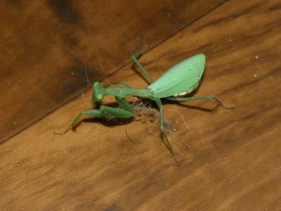 Praying Mantis 2.jpg