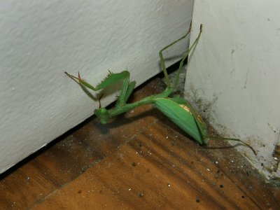 Praying Mantis 3.jpg