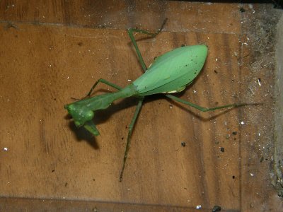 Praying Mantis 4.jpg
