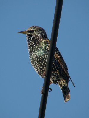 Starling.jpg