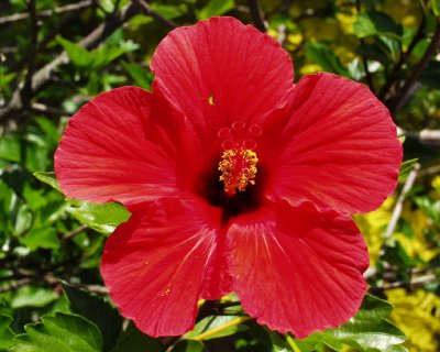 Hibiscus