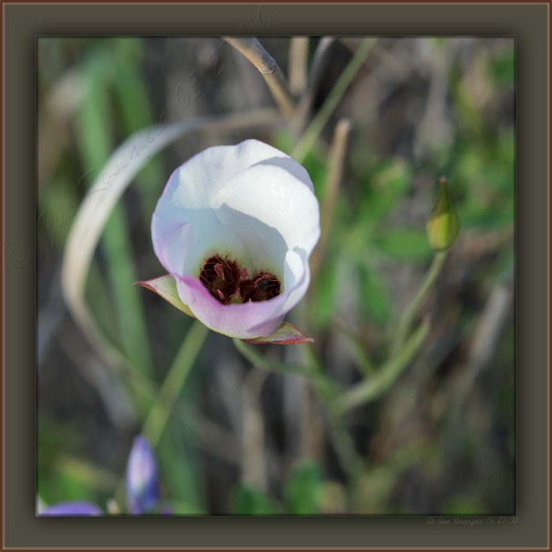 Catalina Mariposa Lily - One Of The Prettiest Wildflowers In The Santa Monica Moutains