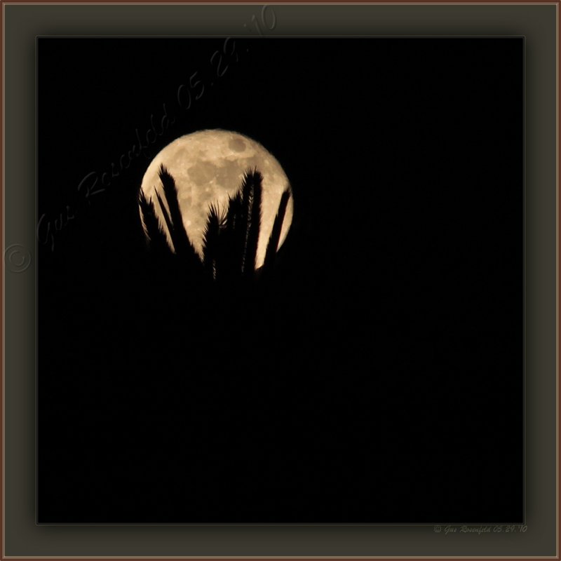 I Offer The May Moon From My Palm