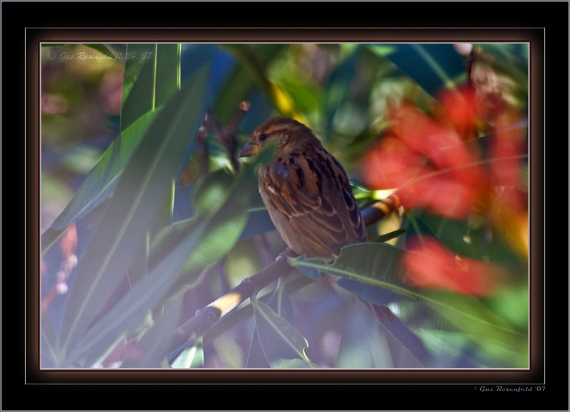 Sparrow Enjoying Fan Breeze<br>Below My Window