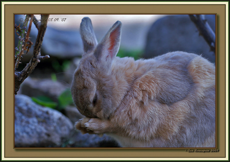 A Little Larger For Easter<br>Charlie, Please Write If You Find Work<br>I Miss You Friend