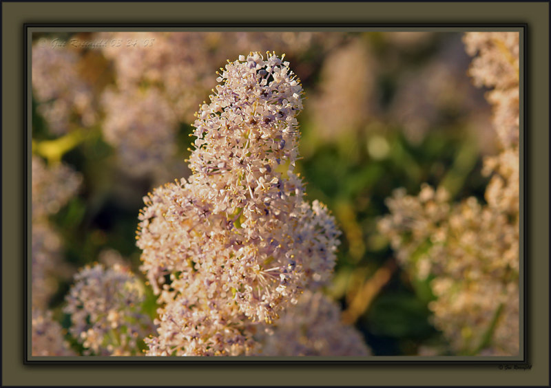 A Cali Lilac Snowman<br>Green Bark Ceanothus