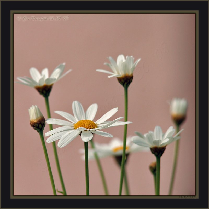 About Six & Half Daisies