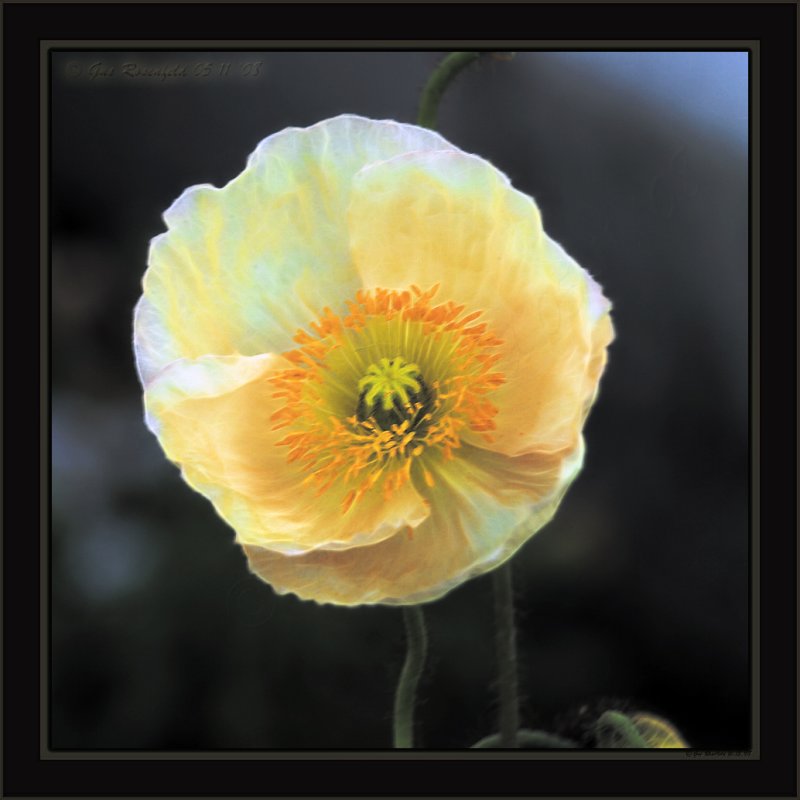 Poppy In Late Evening