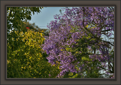 Jacarandas Always Dominate The Sidewalks In Late Spring