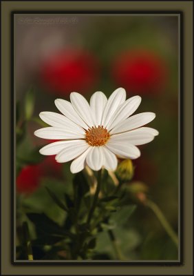 A vertically Integrated Daisy for '08