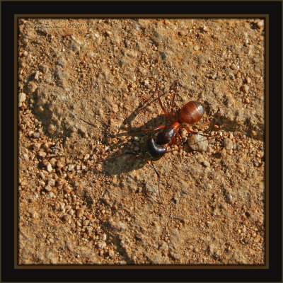 Shovelhead Harley - An Ant On A Mission