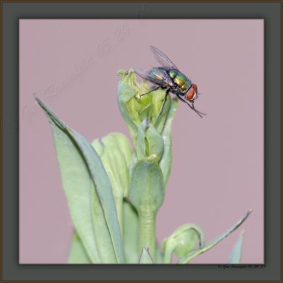 Phly Blow-fly Saturday