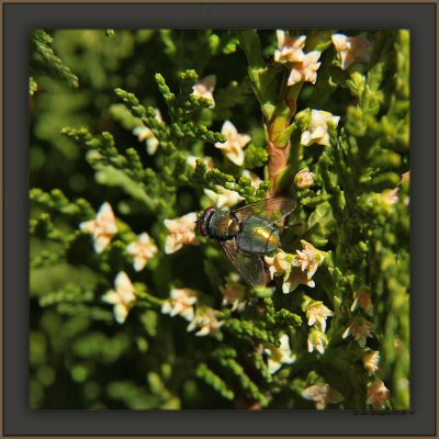 A Fly In My Hedge Fun