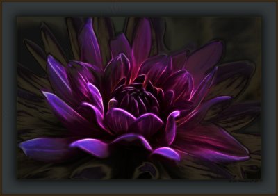 Dahlia Night-Fire