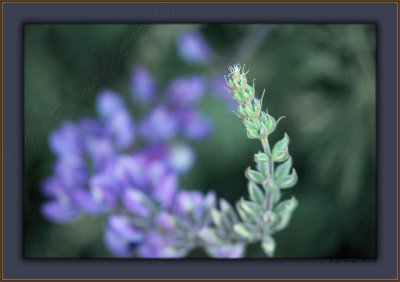 Visual Snap From A Whip Of Lupine