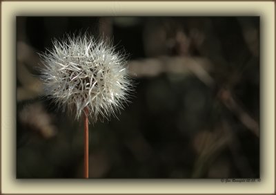 Silver Puff In Santa Monica Mountains Stealing Light Before The Shade