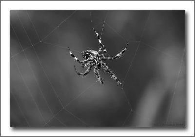 Fredericka,  Against The Oleander B&W