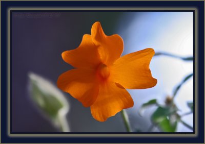 Flower Power ~ In Memory Of The Whisker's Dominant: Flower ~ Dominant Female Of The Kalahari Meerkat Manor