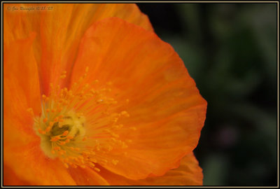 Poppy In Sunset