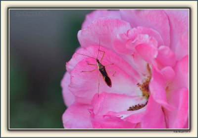Bug On A Pink Cloud Rug