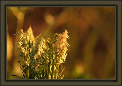 Golden Top In Intense Late Afternoon Spring Sun