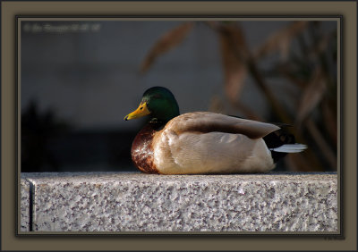 Charlie Mallard, My New Best Friend Too