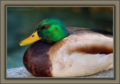 Mr. Charles Mallard Sunning