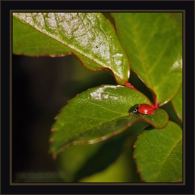 On Her Way To A DrinkRock-Rose Leaves