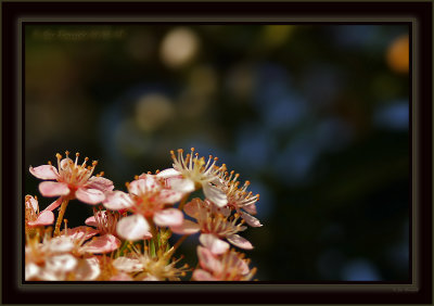 Just A Little Sidewalk Bouquet To Bokeh Vignette