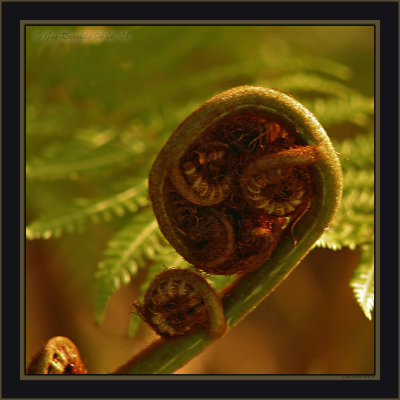 The Sun Emblazoned Nautiloid Beauty of Fern's Unfurling In Spring