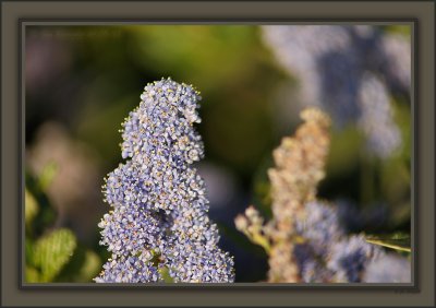 Garden Hybrid Of Ceanothus