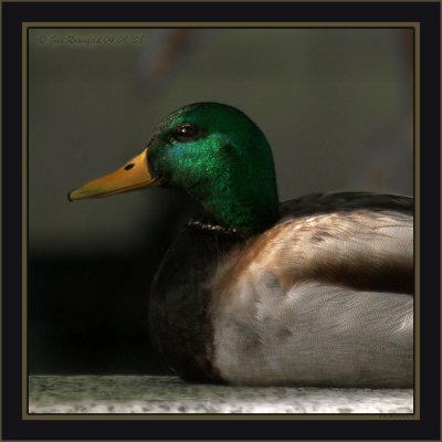 Mr. Mallard's Low Light Portrait