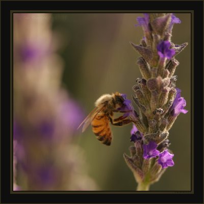 A Sunny Lavender Wind In The Garden