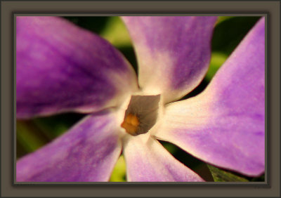 Just A Little Mother's Day Sunday Symmetrical Primrose Flower Prop