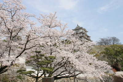 Japan 088_Ðền - Himeji - Castle_Cherry Blossom