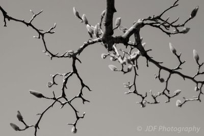 _MG_6010.jpg