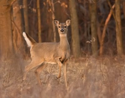 Whitetail Deer - Does